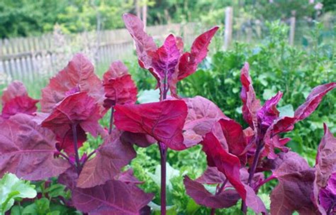 100 Red Orach/mountain Spinach/french Spinach Heirloom Seeds Etsy UK