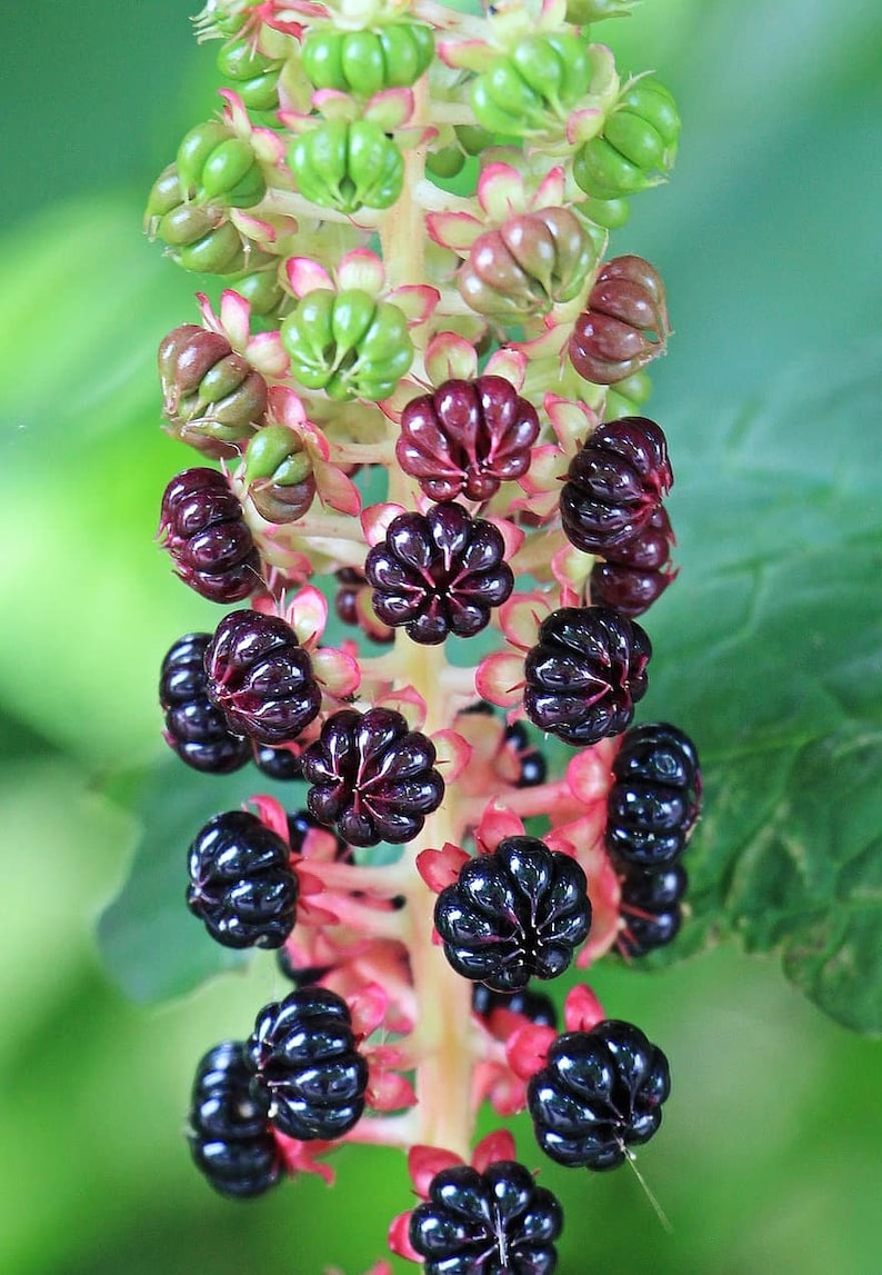 Pokeweed (Phytolacca americana) Seeds