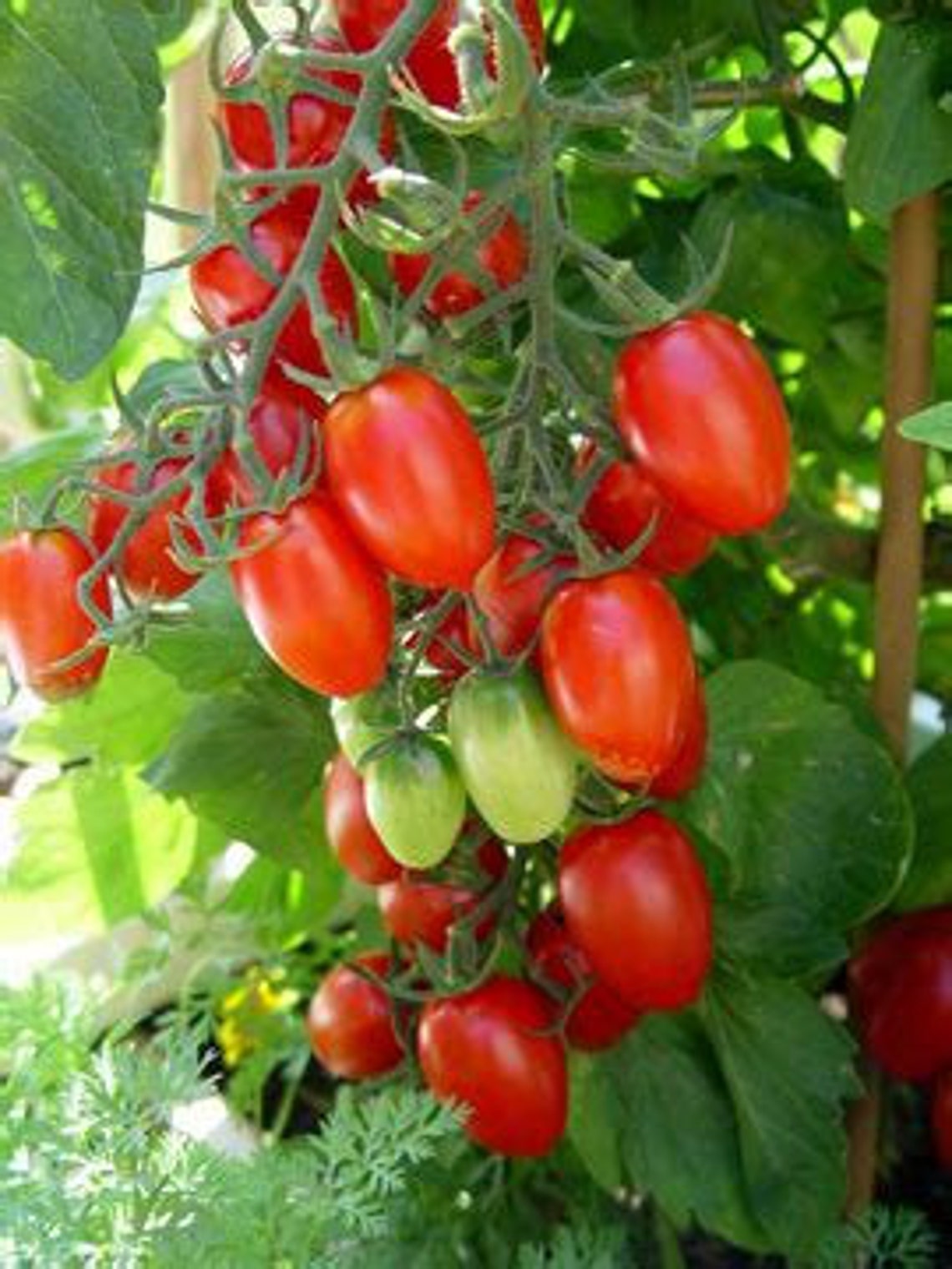 50 Red Grape Heirloom Tomato Seeds Homegrown All Natural Etsy