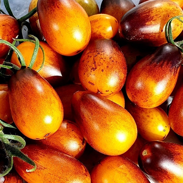 25+ Indigo Pear Drops Tomato Seeds! Heirloom, Open Pollinated, All Natural, Non GMO! Limited Quantity!