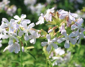 50+ Soapwort (Saponaria officinalis)  Seeds! Heirloom, All Natural, Non GMO, Homegrown! Limited Quantity!