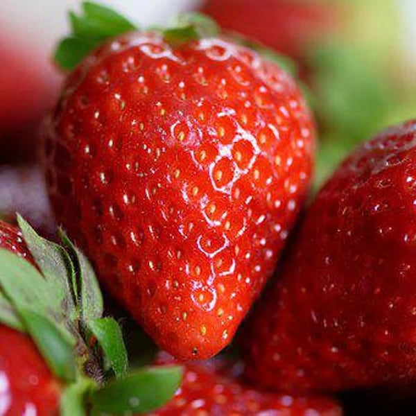 50+ Everbearing Strawberry Seeds! All Natural, Heirloom, Non GMO! Limited Quantity!