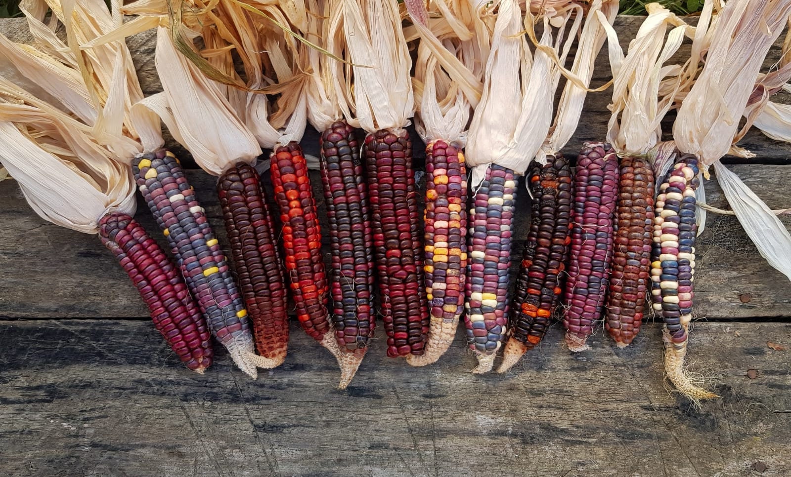 Hopi blue corn - Etsy 日本