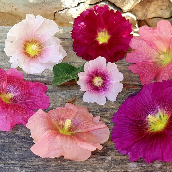 50+ Hollyhocks Mix Seeds! Heirloom, All-Natural, Homegrown, Non GMO! Limited Quantity!