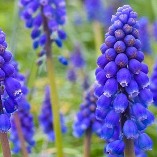 25+ Grape Hyacinth (Muscari armeniacum) Seeds! All Natural, Heirloom, Homegrown, Non GMO! Limited Quantity!