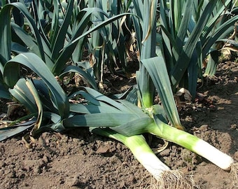 100+ "Elephant" Leek Seeds! Heirloom, All-Natural, Non GMO! LImited Quantity!