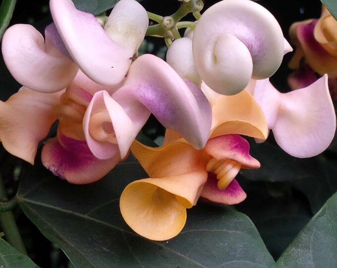 5 Snail Vine/corkscrew Vine vigna/cochliasanthus Caracalla Seeds