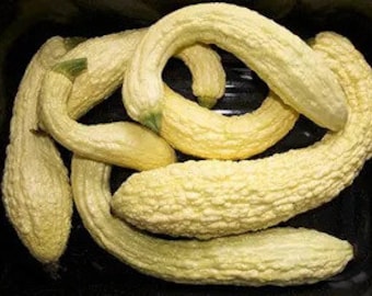 10+ graines de courgettes Giallo Rugoso Friulano ! Tout naturel, héritage, sans OGM ! Quantité limitée!