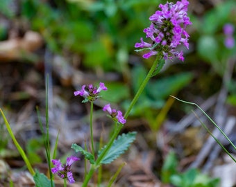 50+ Betony (Betonica officinalis) Seeds! Heirloom, All-Natural, Homegrown, Non GMO! Limited Quantity!