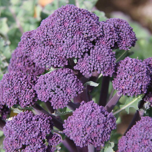 ¡Más de 100 semillas de brócoli de brotes tempranos de color púrpura! ¡Reliquia, totalmente natural, sin OGM! ¡Cantidad limitada!