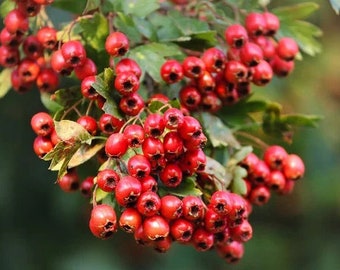 10+ Common Hawthorn (Crataegus monogyna) Seeds! All natural, Homegrown, Heirloom, Non GMO! Limited Quantity!