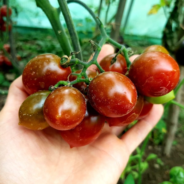 25+ Sandy Belle Black Cherry Tomato Seeds! Heirloom, All-Natural, Homegrown, Non GMO! Limited Quantity!