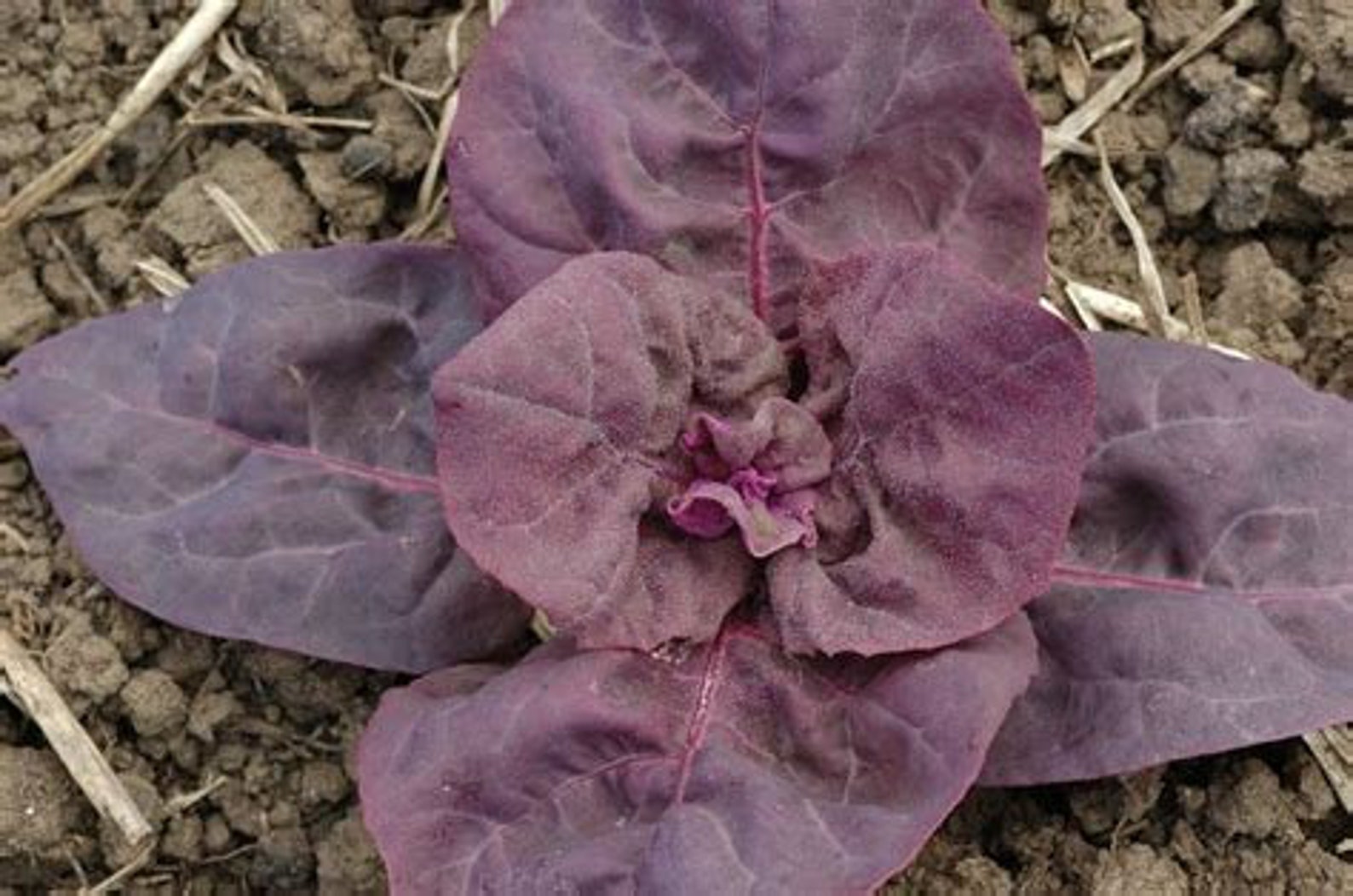 100 Red Orach/mountain Spinach/french Spinach Heirloom Seeds Etsy UK