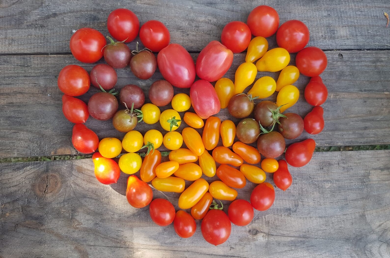 50 Orange Grape Tomato Seeds Heirloom All Natural Etsy