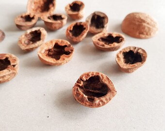 Black Walnut Trees | Blind Pig And The Acorn