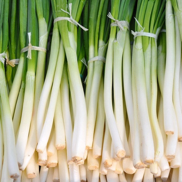 100+ Ishikura Japanese Bunching Winter Onion/Scallion Seeds! All Natural, Heirloom, Non GMO! Limited Quantity!