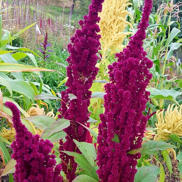 100+ Elephant Head Amaranth Seeds! Heirloom, All-Natural, Homegrown, Non GMO! Limited Quantity!
