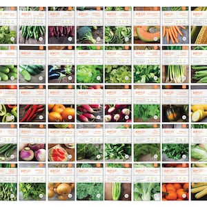 Top 40 Vegetable & Herb Seed Packets - KitGift for Eco-Friendly Gardener - Non-GMO Seeds - Carrots Chives Peppers Greens Radish Basil Beans