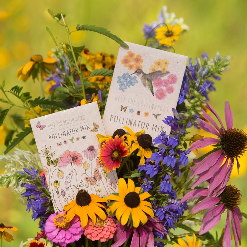 Pollinator Hummingbird Wildflower Mix 25 Seed Packets Perfect Eco-Friendly Gift for DIY Gardeners or New Homeowners Non GMO Seeds image 6