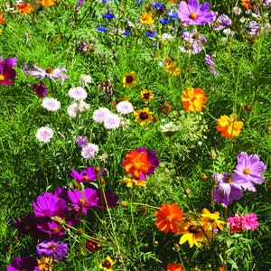 Pollinator Hummingbird Wildflower Mix 25 Seed Packets Perfect Eco-Friendly Gift for DIY Gardeners or New Homeowners Non GMO Seeds image 10