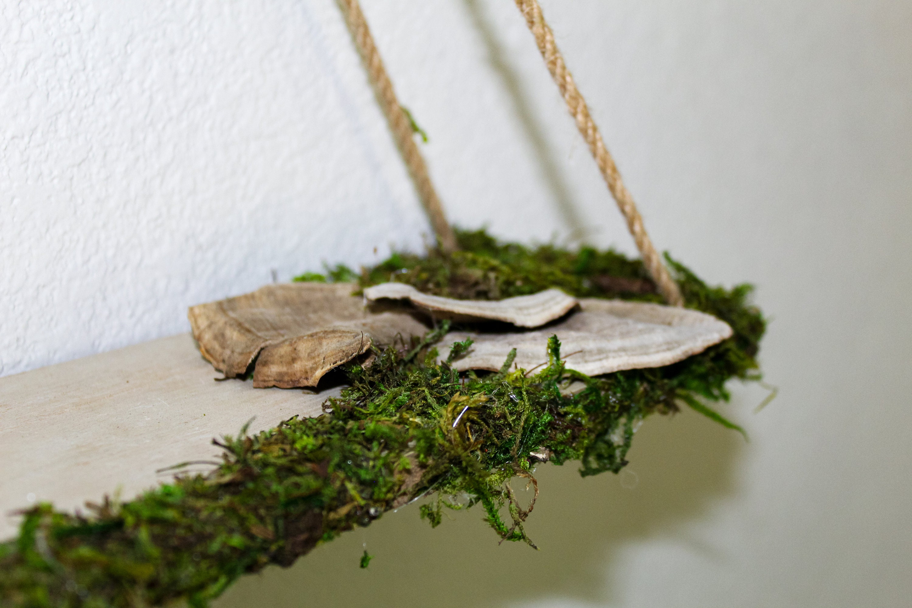 Mushroom Shelf Display Shelf Crystal Shelf Mushroom Art Moss