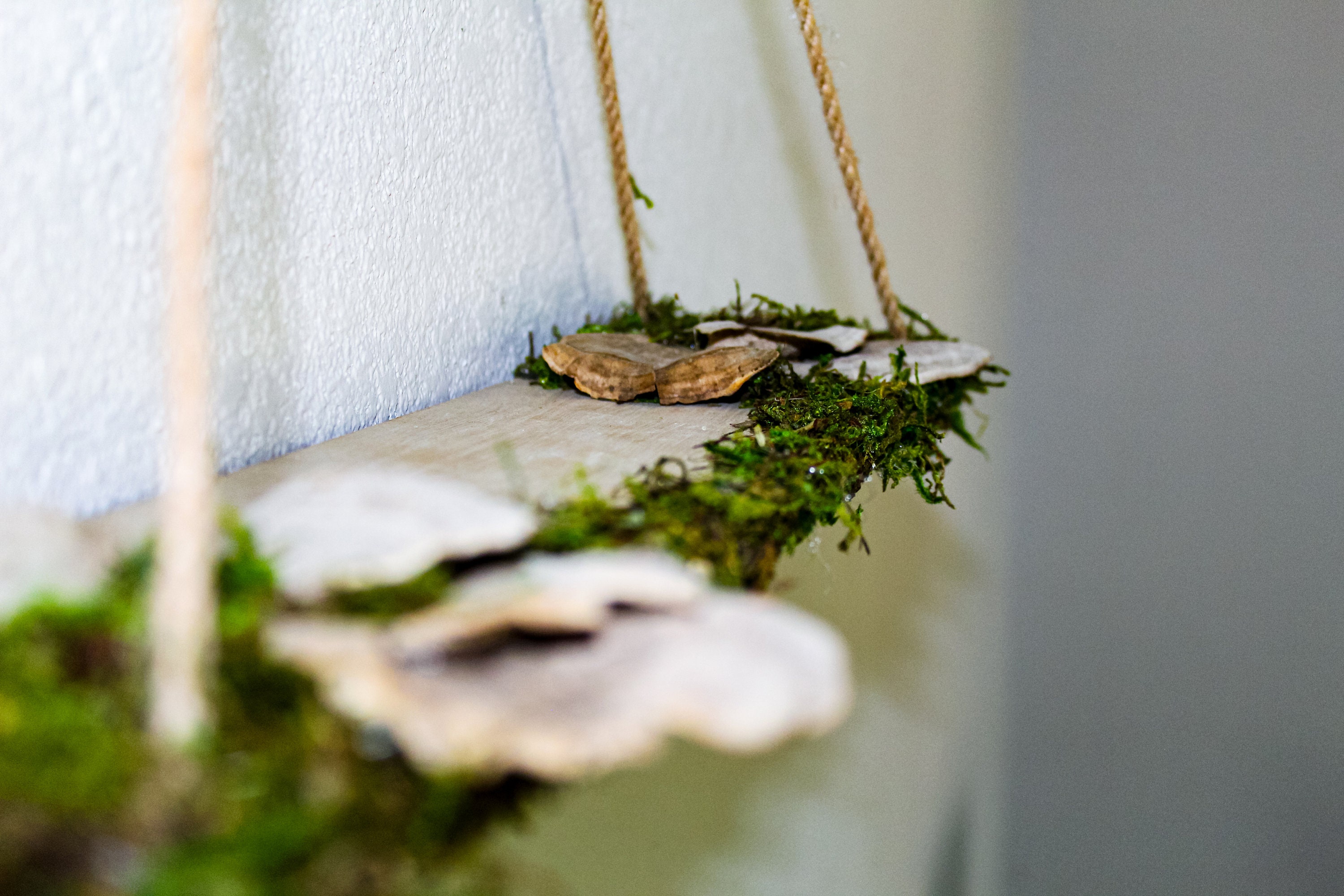Mushroom Shelf Display Shelf Crystal Shelf Mushroom Art Moss
