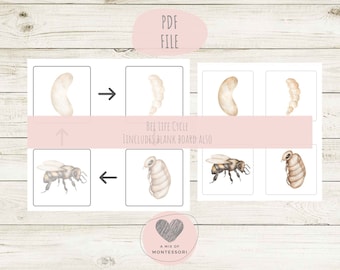 Bee Life Cycle Homeschool Matching for Toddlers Printable