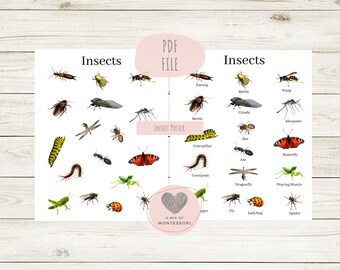 Cartel de Insect Montessori, cartel de insectos, imprimible en el aula