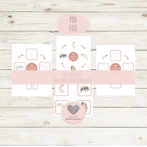 Bee Life Cycle Homeschool Matching for Toddlers Printable