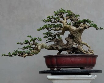 Tropical plant, premnamicrophy/serratifolia, Medium size, Twin style, bonsai, Actual plant