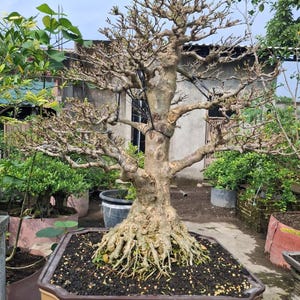 May include: A mature bonsai tree with a thick, textured trunk and exposed roots, planted in a rectangular brown pot. The tree has many branches with sparse leaves. The pot has text in a foreign language.