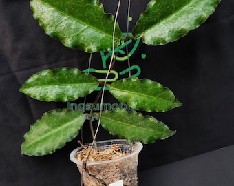 RARE Hoya Versteegii - Grandes hojas ENORMES de terciopelo difuso 