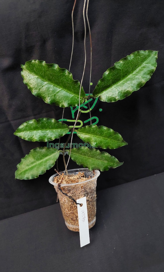 Hoya Versteegii ( Sp Papua ) Free Pythosanitary+and Plant Gifts