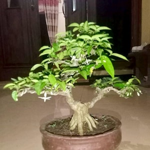 May include: A bonsai tree with green leaves and small white flowers in a brown ceramic pot. The tree has a thick, textured trunk and branches that extend outward. The pot is round with a slightly flared rim.