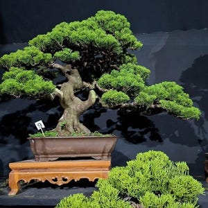 Bonsái de Juniperus Chinensis / Tamaño grande / Planta con tronco característico (Interior/Exterior) Foto real