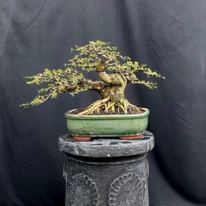 Puede incluir: Un bonsái con un tronco grueso y texturizado con raíces expuestas, plantado en una maceta rectangular de cerámica color verde salvia. El árbol presenta ramas finas y extendidas con pequeñas hojas verdes y alambres oscuros de entrenamiento.