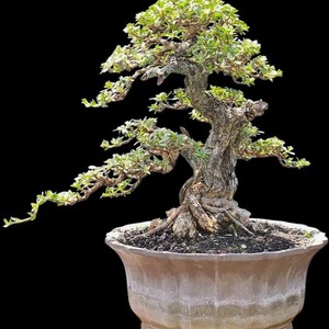 Pode incluir: Um bonsai maduro com um tronco retorcido e folhas verdes vibrantes. A árvore está plantada num vaso octogonal, castanho claro e envelhecido. O fundo preto realça a forma e a textura complexas da árvore. Um exemplo clássico da arte bonsai.