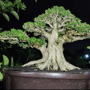 Può includere: Un bonsai maturo con un tronco spesso e strutturato e un fogliame verde lussureggiante. L'albero è piantato in un vaso di ceramica marrone, con radici e terreno visibili. I rami si estendono orizzontalmente, creando una forma equilibrata ed esteticamente gradevole.