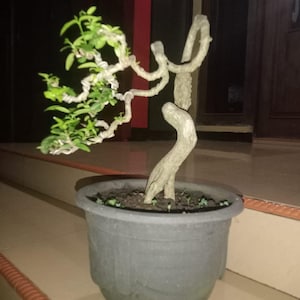 May include: A bonsai tree in a dark gray pot. The tree has a twisted trunk and branches with small green leaves. The pot is round with a slightly flared top. The background is dark.