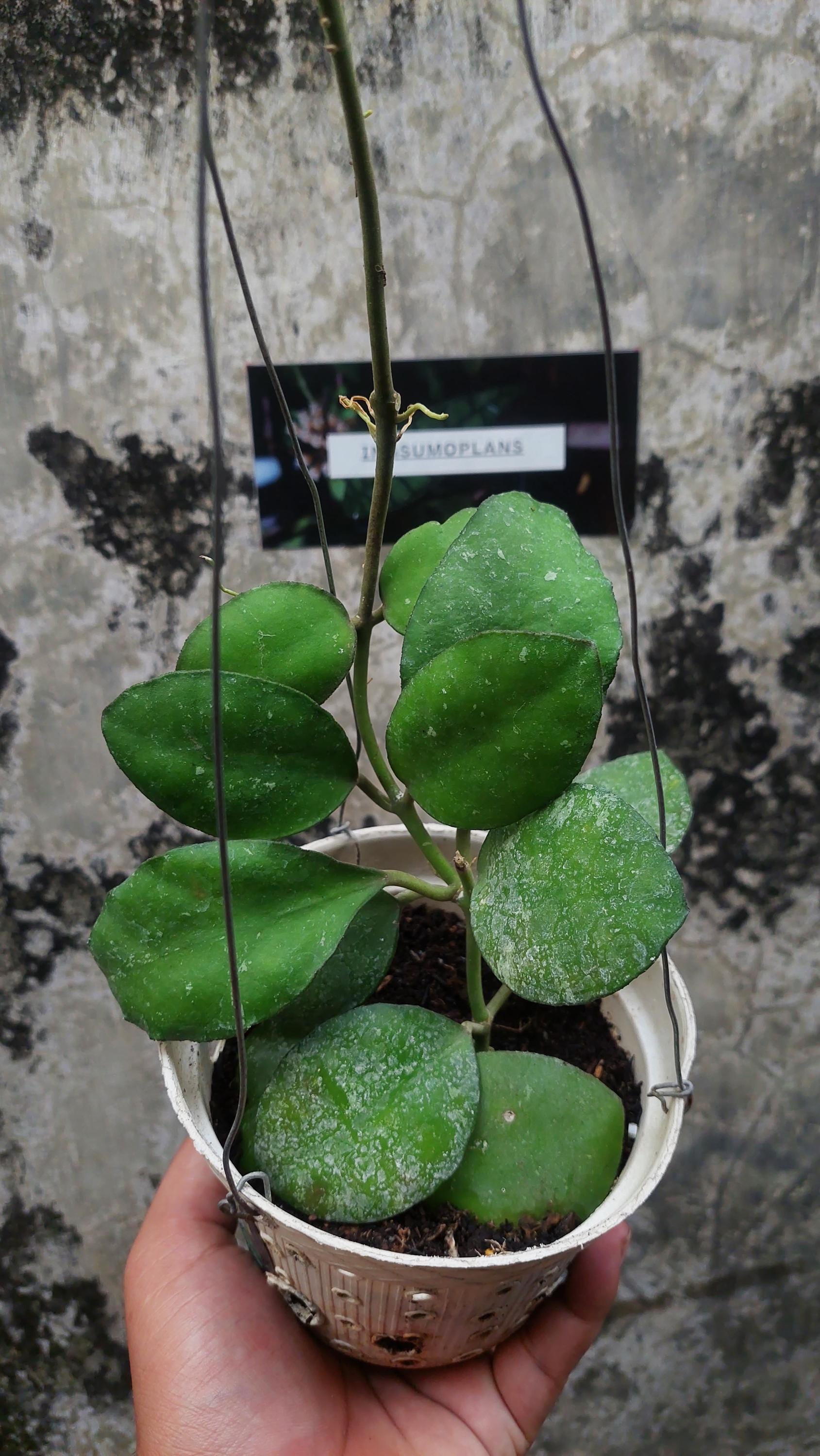Hoya Clemensiorum Splash - Etsy