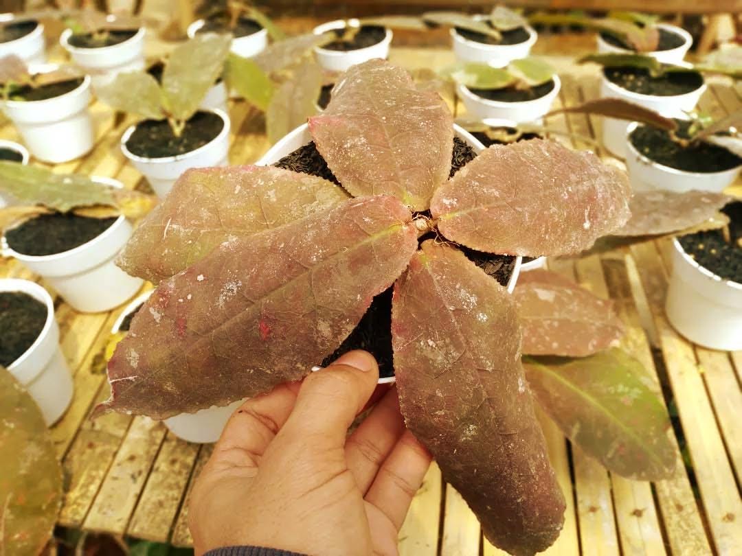 Hoya undulata - Etsy 日本