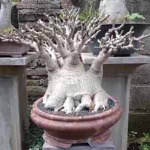 Puede incluir: Un bonsái con un tronco grueso y texturizado y numerosas ramas. El árbol está plantado en una maceta de cerámica marrón. Las ramas están desnudas, lo que le da un aspecto escultural. Se ven otras plantas en macetas en el fondo.