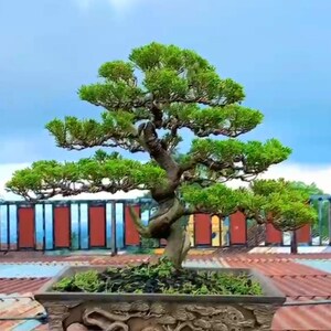 Op de afbeelding: Een zorgvuldig vervaardigde bonsai-boom met levendig groen blad en een gedraaide stam. De boom staat in een rechthoekige, ingewikkeld gesneden pot, met een gedetailleerd reliëfontwerp. De achtergrond is een blauwe lucht.