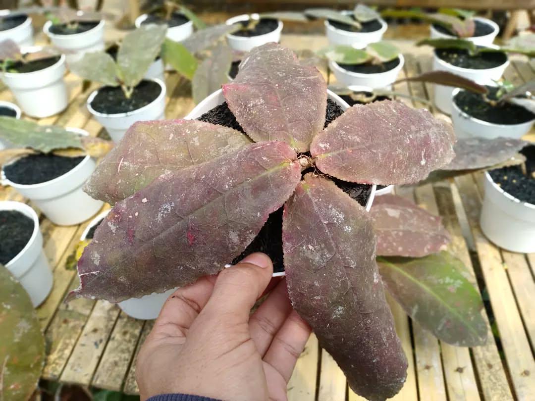 Hoya undulata - Etsy 日本