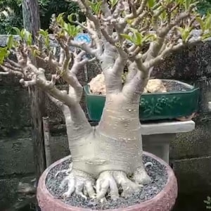 Puede incluir: Un bonsái con un tronco grueso y texturizado y raíces expuestas, plantado en una maceta de cerámica marrón rojizo. El árbol tiene múltiples ramas con pequeñas hojas verdes. El bonsái está colocado sobre un soporte blanco, con una maceta verde en el fondo.