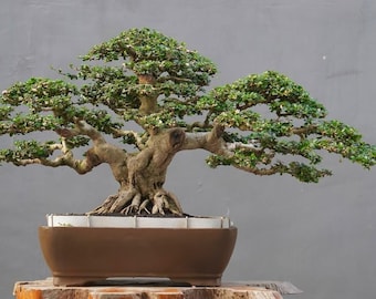 May include: A mature bonsai tree with a thick, textured trunk and branches, lush green foliage, and a brown rectangular pot. The tree is set against a gray background, showcasing its intricate form and the art of bonsai cultivation.
