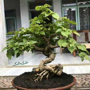 Bougenvillea singapore || small size || Unique style || realpicture