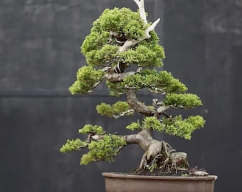 Juniperus Chinensis // Árbol bonsái // Foto real // Estilo madera muerta