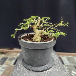 Puede incluir: Un pequeño bonsái en una maceta de plástico negro. El árbol tiene un tronco grueso y texturizado y ramas con pequeñas hojas verdes. La maceta está sobre un pedestal de piedra gris sobre un fondo negro.