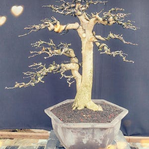 May include: A bonsai tree with a thick, light-colored trunk and intricately twisted branches. The tree is planted in a gray, hexagonal pot filled with dark soil. The background is a dark blue, with blurred heart-shaped lights.